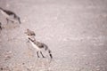 Western Sandpiper shorebirds Calidris mauri