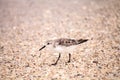 Western Sandpiper shorebirds Calidris mauri