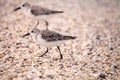 Western Sandpiper shorebirds Calidris mauri