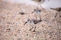 Western Sandpiper shorebirds Calidris mauri