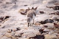 Western Sandpiper shorebirds Calidris mauri