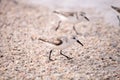 Western Sandpiper shorebirds Calidris mauri Royalty Free Stock Photo