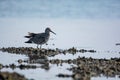 Western Sandpiper in Spring Wetlands