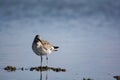 Western Sandpiper in Spring Wetlands