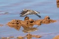 Western Sandpiper leaping in flight over mudflat in Gilbert Water Ranch, Arizona