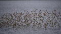 Western Sandpipers - Calidris mauri