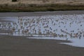 Western Sandpipers - Calidris mauri