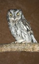 Western Screech Owl