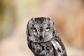 Western Screech Owl Royalty Free Stock Photo