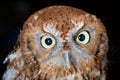 Western screech owl Royalty Free Stock Photo