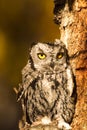 Western Screech Owl Royalty Free Stock Photo