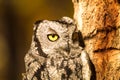 Western Screech Owl Royalty Free Stock Photo