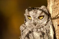 Western Screech Owl Royalty Free Stock Photo