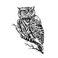 The western screech owl Megascops kennicottii sitting on branch, doodle black ink drawing