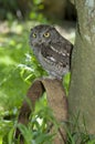 Western Screech Owl Royalty Free Stock Photo