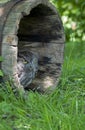 Western Screech Owl Royalty Free Stock Photo