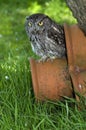 Western Screech Owl Royalty Free Stock Photo