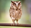 Western Screech Owl Royalty Free Stock Photo