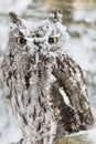 Western Screech Owl In The Snow