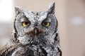 Western Screech Owl Royalty Free Stock Photo