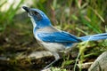 Western Scrub Jay