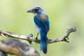 Western Scrub Jay