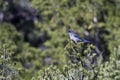 Western Scrub Jay, Aphelocoma californica