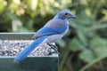 Western Scrub-Jay (Aphelocoma californica)