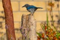 Perching Western Scrub Jay