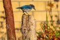 Perching Western Scrub Jay