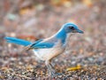 Western Scrub Jay on the ground foraging Royalty Free Stock Photo