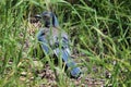 Western Scrub Jay Royalty Free Stock Photo