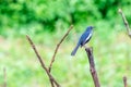 Western Scrub Jay Posing-bird