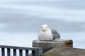 Western seagul resting on a rail  near city peir in Port Townsend Royalty Free Stock Photo