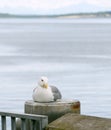 Western seagul resting on a rail  near city peir in Port Townsend Royalty Free Stock Photo