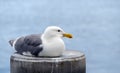 Western seagul resting on a rail  near city peir in Port Townsend Royalty Free Stock Photo