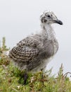 Western Seagull Baby Royalty Free Stock Photo