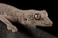 Western Shield Spiny-tailed Gecko Stropurus wellingtonae