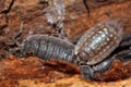 Western shiny woodlouse (Oniscus asellus) and rough woodlouse (Porcellio scaber)