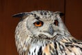 Western Siberian eagle-owl (Bubo bubo sibiricus). Royalty Free Stock Photo