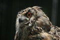 Western Siberian eagle owl (Bubo bubo sibiricus). Royalty Free Stock Photo