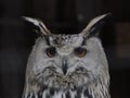 western Siberian eagle owl Bubo sibiricus close up portrait Royalty Free Stock Photo