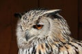 Western Siberian eagle-owl (Bubo bubo sibiricus). Royalty Free Stock Photo