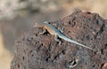 Western Side-blotched Lizard on igneous basalt rock.