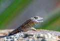 Western Side-blotched Lizard on igneous basalt rock. Royalty Free Stock Photo