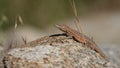 Western Side-Blotched Lizard - Uta stansburiana elegans