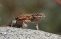 Western Side-Blotched Lizard Uta stansburiana elegans