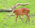 Western Sitatunga eating grass Royalty Free Stock Photo