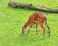 Western Sitatunga eating grass Royalty Free Stock Photo