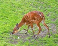 Western Sitatunga eating grass Royalty Free Stock Photo